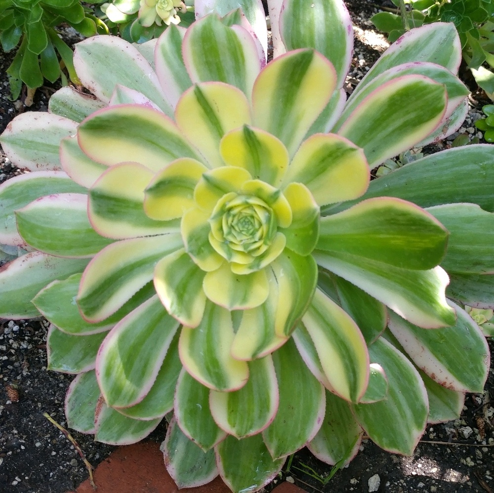 Meet your Posher, Corey